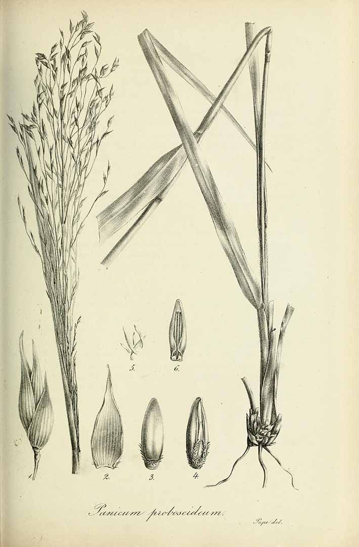 no HD illustration available