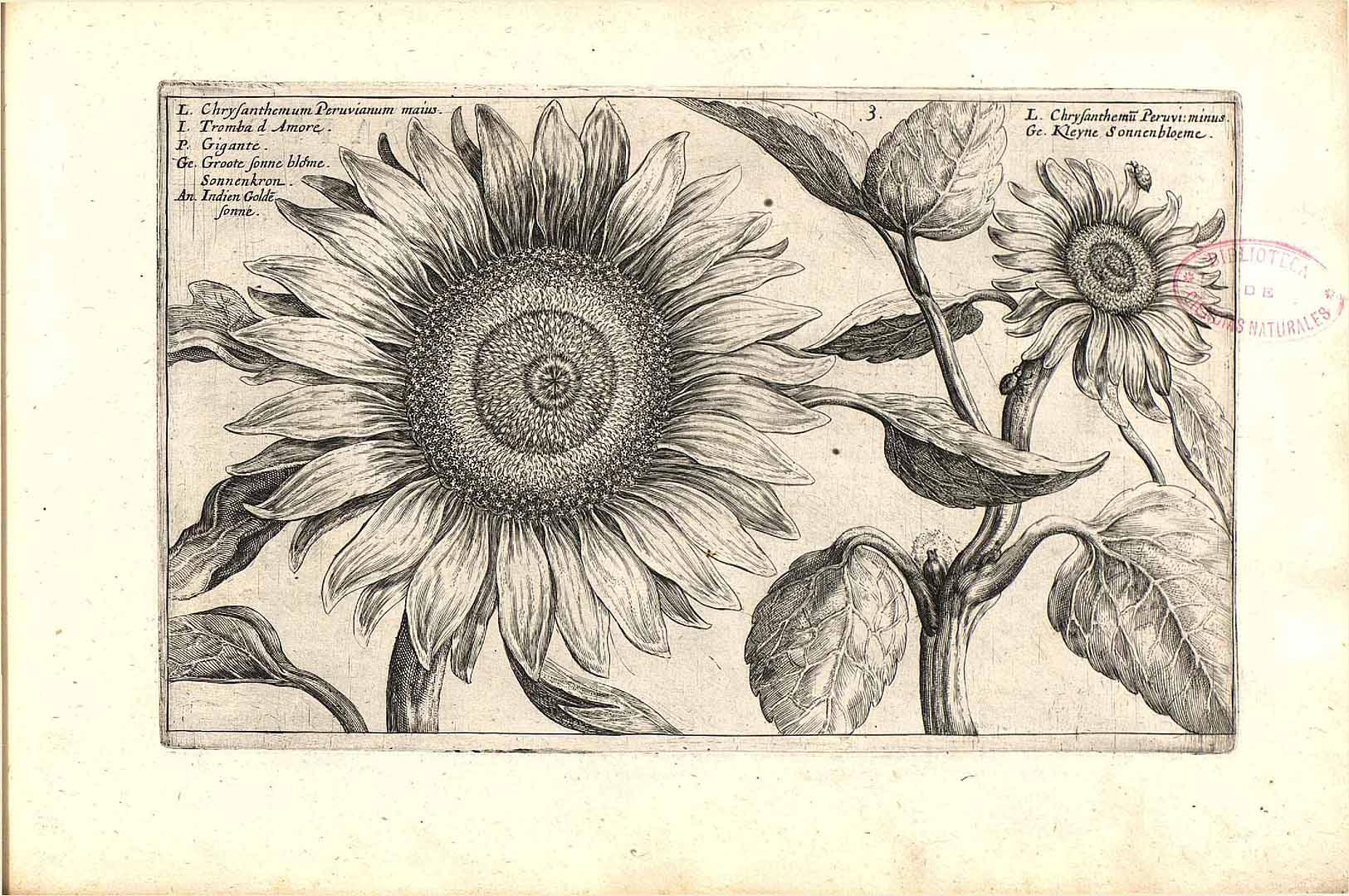 no HD illustration available