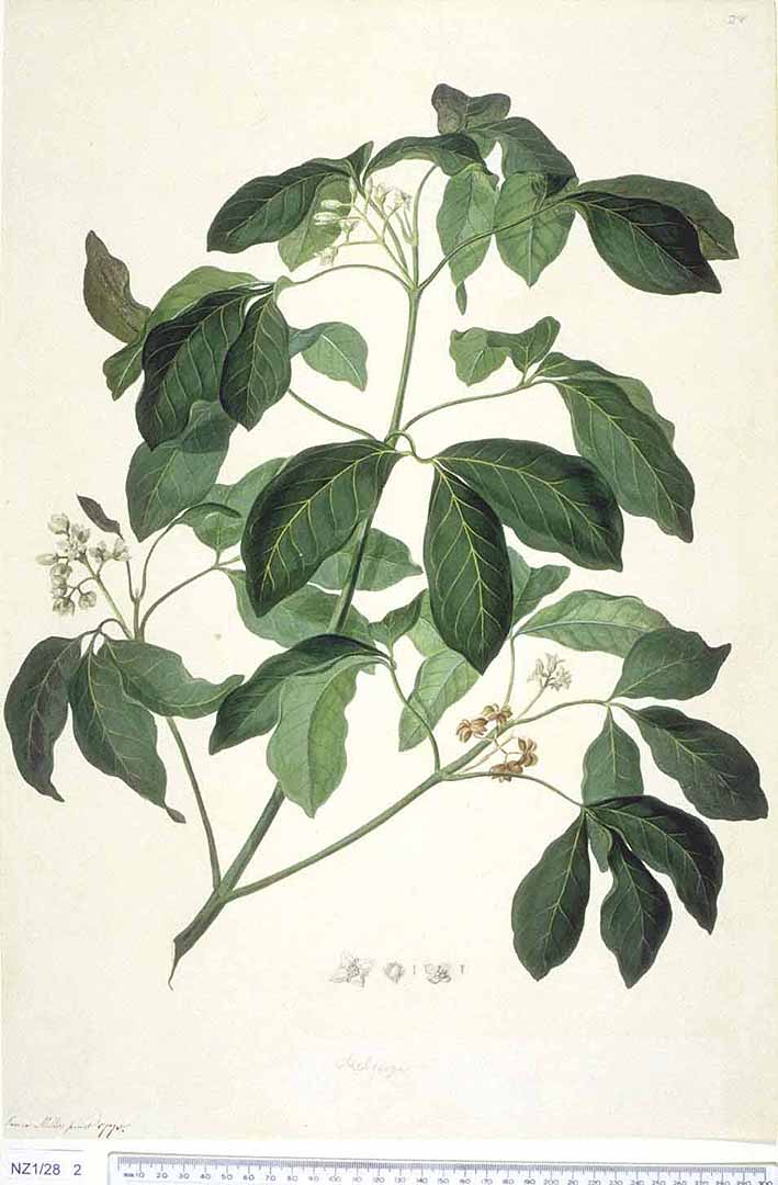 no HD illustration available