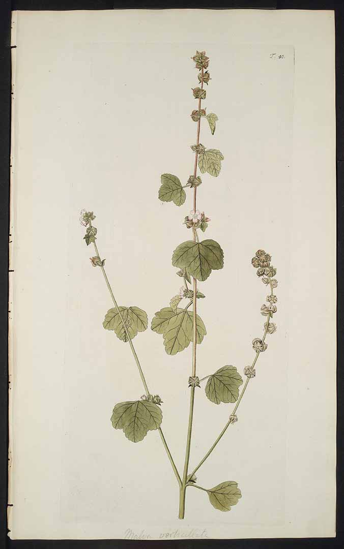 no HD illustration available