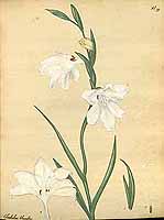  no thumbnail available