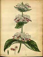  no thumbnail available