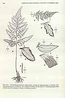  no thumbnail available