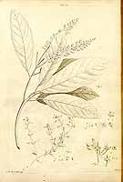  no thumbnail available