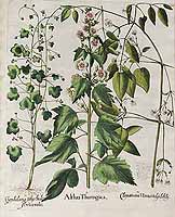  no thumbnail available