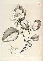  no thumbnail available