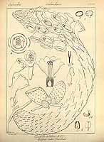  no thumbnail available