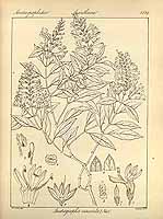  no thumbnail available