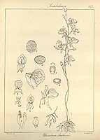  no thumbnail available