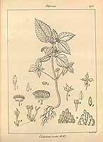  no thumbnail available