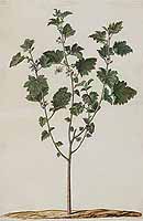  no thumbnail available