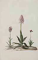  no thumbnail available