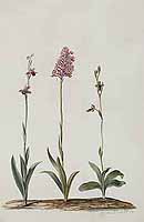  no thumbnail available