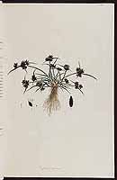  no thumbnail available