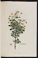  no thumbnail available