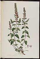  no thumbnail available