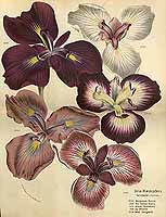  no thumbnail available