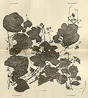  no thumbnail available