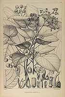  no thumbnail available