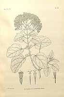  no thumbnail available