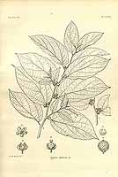  no thumbnail available