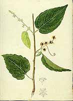  no thumbnail available