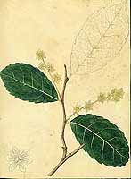  no thumbnail available