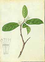  no thumbnail available