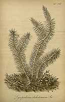  no thumbnail available