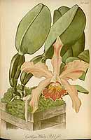  no thumbnail available