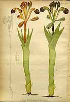  no thumbnail available