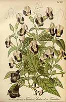  no thumbnail available