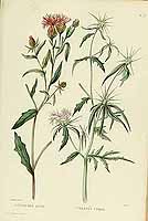  no thumbnail available