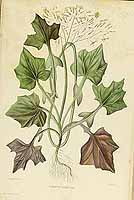  no thumbnail available