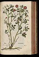  no thumbnail available