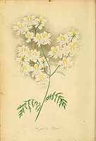  no thumbnail available