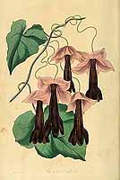  no thumbnail available