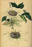  no thumbnail available