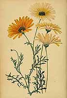  no thumbnail available