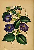  no thumbnail available