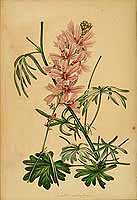  no thumbnail available