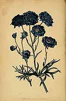  no thumbnail available