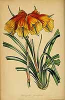  no thumbnail available