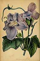  no thumbnail available