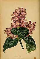  no thumbnail available