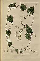  no thumbnail available