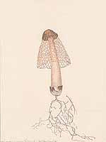  no thumbnail available