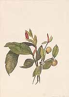  no thumbnail available