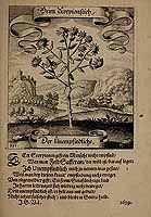  no thumbnail available