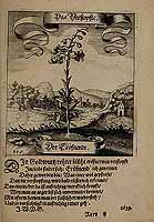  no thumbnail available